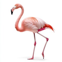Fototapeta premium Pink Flamingo Standing on One Leg Against White Background