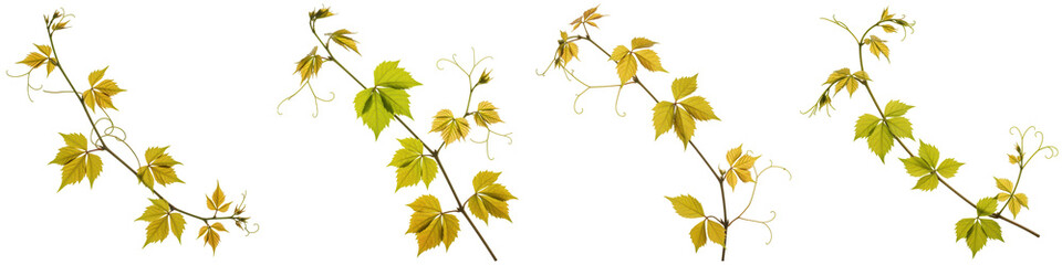 Obraz premium Trailing Wild Grape Vine with Tendrils, Cut Out Set