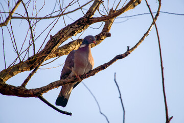 bird on a branch, Vacaresti Delta, Bucharest City, Romania 