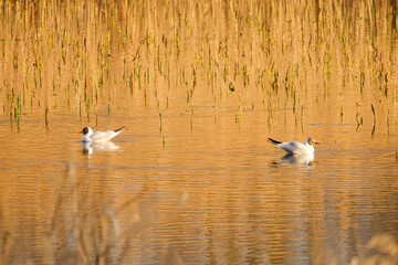ducks on the lake, Vacaresti Delta, Bucharest City, Romania 