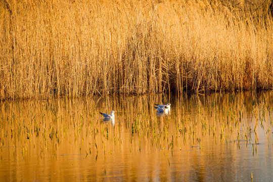 blue heron in the water, Vacaresti Delta, Bucharest City, Romania