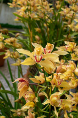 Fototapeta premium Spring. Garden. Beautiful golden orchids