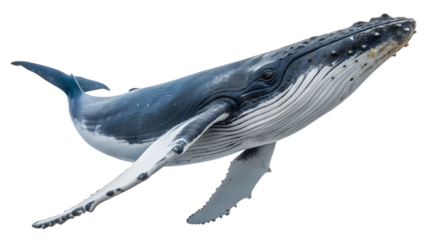 Whale. PNG. Generative Ai.
