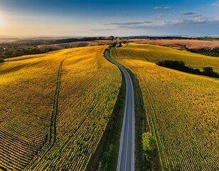 Naklejka premium Generated image Drone view of a winding country road flanked by rows of sunflowers stretching to the horizon