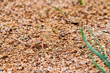 Toad Headed Agama in the Gobi Desert