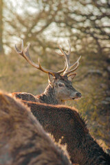 Deer in the forest