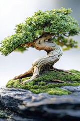 Serene bonsai tree on rocky surface with textured trunk and lush green foliage