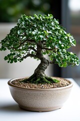 Serene bonsai tree in ceramic pot on sunlit table