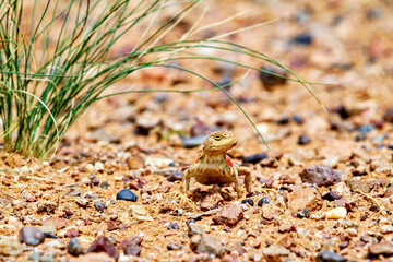 Toad Headed Agama in the Gobi Desert