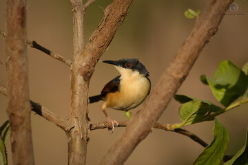 great tit parus major