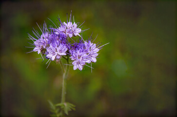 Delicate phacelia blooming in the garden.