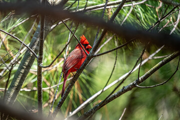 Cardinal on a branch