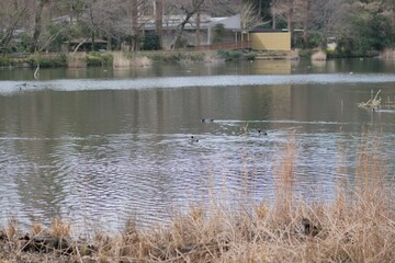 井の頭公園の風景