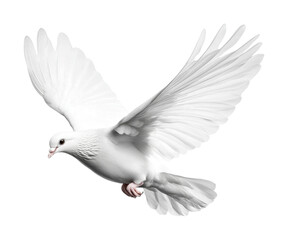 Obraz premium White dove in flight with outstretched wings and graceful motion, cut out
