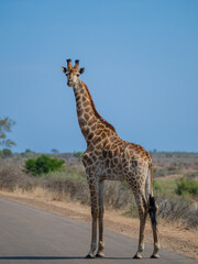 Afrikanische Tiere Giraffe im Busch vom Krüger National Park - Kruger Nationalpark Südafrika