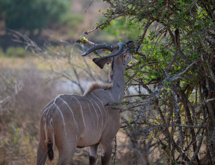 Kudu Strepsiceros im Krüger National Park - Kruger Nationalpark Südafrika
