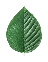 Detailed green leaf with prominent veins on black background, cut out