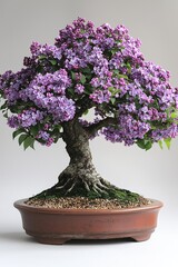 Stunning purple lilac bonsai in elegant ceramic planter against neutral background