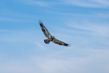 juvenile eagle in flight