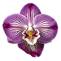 tropical orchid on transparent background