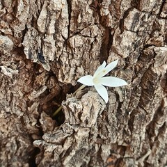 Nature, trees, leaves, pebbles