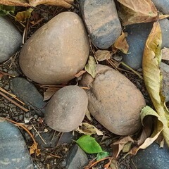 Nature, trees, leaves, pebbles