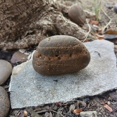 Nature, trees, leaves, pebbles