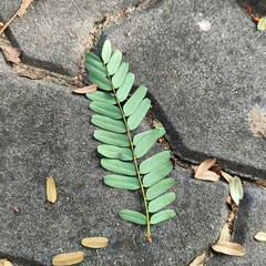 Nature, trees, leaves, pebbles