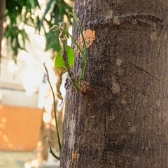 Nature, trees, leaves, pebbles