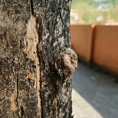 Nature, trees, leaves, pebbles