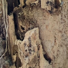 Nature, trees, leaves, pebbles