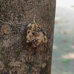 Nature, trees, leaves, pebbles