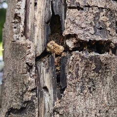 Nature, trees, leaves, pebbles