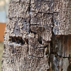 Nature, trees, leaves, pebbles