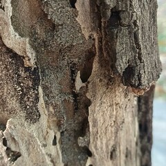 Nature, trees, leaves, pebbles