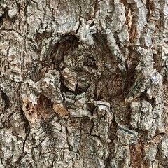 Nature, trees, leaves, pebbles
