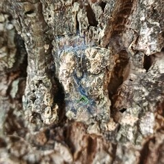 Nature, trees, leaves, pebbles