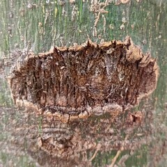 Nature, trees, leaves, pebbles