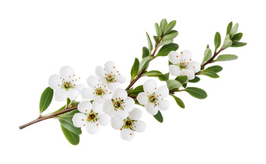 Manuka flowers on branch with green leaves isolated on black background, cut out