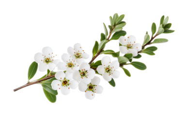 Manuka flowers on branch with green leaves isolated on black background, cut out