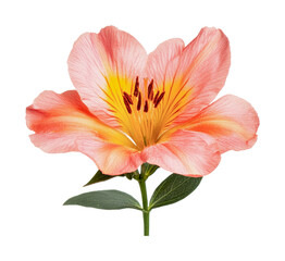 Vibrant pink alstroemeria flower bloom with green leaves, cut out