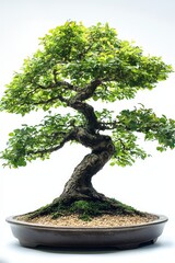 Serene bonsai tree in ceramic pot with lush greenery and tranquil atmosphere