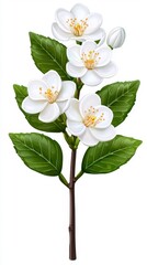 Fototapeta premium Graceful white jasmine flower branch adorned with rich green leaves set against a transparent background for design