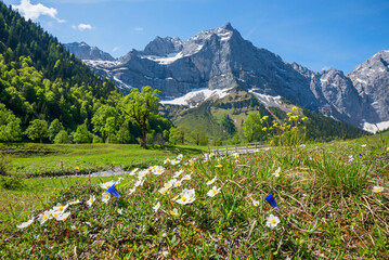 alpine flowers at springtime, ahornboden valley, Karwendel mountains, austria