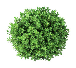 Naklejka premium Lush green shrub with dense foliage isolated on black background, cut out