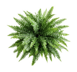 Vibrant green fern plant with lush fronds in top view, cut out
