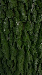 Close-Up of Tree Bark Covered in Vibrant Green Moss