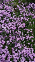 Naklejka premium Blooming Purple Groundcover Flowers in Full Nature's Beauty