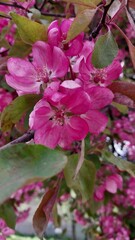 Beautiful close-up of vivid pink flowers blooming against a lush green background