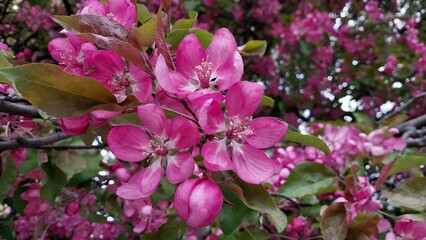 Naklejka premium Beautiful close-up of vivid pink flowers blooming against a lush green background